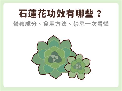 石蓮花禁忌|石蓮花全攻略：栽培、營養與藥用指南 